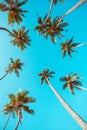 Vintage stylized tropical palm trees perspective view Royalty Free Stock Photo