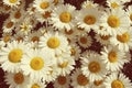 Vintage summer daisies in a field Royalty Free Stock Photo