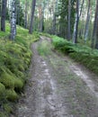 Vintage summer forest road Royalty Free Stock Photo