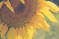 Vintage sunflower head close-up Royalty Free Stock Photo