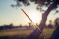 Vintage sunset with grass flower