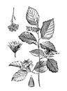 Fagus sylvatica or Beech mast tree / Antique engraved illustration from from La Rousse XX Sciele