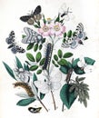 Botanical butterflies. Vintage butterflies. Exotic butterflies. Lepidoptera Illustration.