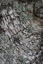 Vintage texture from big tree skin for background Royalty Free Stock Photo
