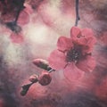 Vintage textured dark botanical red cherry blossom and buds Royalty Free Stock Photo