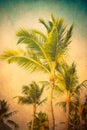 Vintage Textured Palm Trees Royalty Free Stock Photo