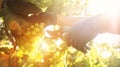 Vintage time. Close up image hands with scissors cutting a grape bunches