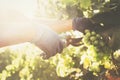 Vintage time. Close up image hands with scissors cutting a grape