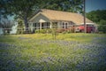 Filtered image colorful Bluebonnet blossom at farm in North Texas, America