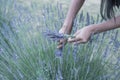 Filtered image Asian hand harvesting full blossom flower at lavender field