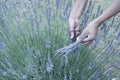 Filtered image Asian hand harvesting full blossom flower at lavender field