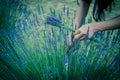 Filtered image Asian hand harvesting full blossom flower at lavender field