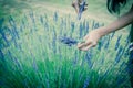 Filtered image Asian hand harvesting full blossom flower at lavender field