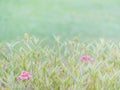 Vintage tone of flowers and blurry nature background