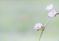 Vintage tone of flowers and nature blurry background