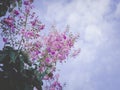 Soft focus Inthanin flowers Roadside vitage tone image sky background Royalty Free Stock Photo