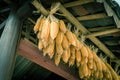 Filtered image organic corn drying on rafters of barn outbuilding in rural North Vietnam