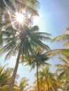 Vintage tone style coconut tree on the beach Royalty Free Stock Photo