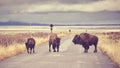 Vintage toned American bison crossing road