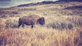 Vintage toned American bison grazing in the Grand Teton National Royalty Free Stock Photo