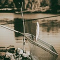 Vintage toned caught fish, Pelecus cultratus, sabre carp, sabrefish, over fishing net, fishing background. Concepts luck Royalty Free Stock Photo