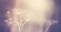 Vintage toned dry plant, shallow depth of field. Royalty Free Stock Photo