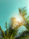 Vintage toned palm tree,summer tree ,retro,coconut tree with copy space Royalty Free Stock Photo