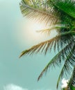 Vintage toned palm tree,summer tree ,retro,coconut tree with copy space Royalty Free Stock Photo