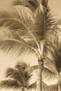 Vintage Toned Palm Trees Royalty Free Stock Photo