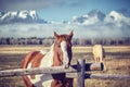 Vintage toned photo of a chestnut horse Royalty Free Stock Photo