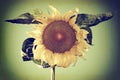 Vintage Photo Of A Sunflower