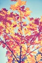 Vintage toned picture of autumn leaves against the sun. Royalty Free Stock Photo