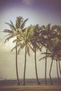 Vintage toned picture of palms silhouettes against sunrise. Royalty Free Stock Photo