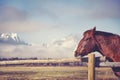 Vintage toned portrait of a chestnut horse Royalty Free Stock Photo