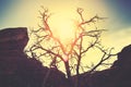 Vintage toned silhouette of a lonely dry tree at sunset. Royalty Free Stock Photo