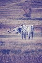 Vintage toned Texas Longhorn grazing in a dry autumn pasture Royalty Free Stock Photo