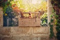 Vintage toolbox at the yard at sunset Royalty Free Stock Photo