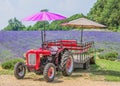 A vintage tractor against a background of vibrant purple lavender