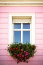 Vintage traditional glass window decorated with white wood frame and with hanging pink and red petunias in the pink facade Royalty Free Stock Photo