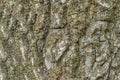 Vintage tree bark texture background, texture for graphic design. Royalty Free Stock Photo