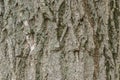 Vintage tree bark texture background, texture for graphic design. Royalty Free Stock Photo