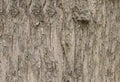 Vintage tree bark texture background, texture for graphic design. Royalty Free Stock Photo