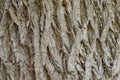 Vintage tree bark texture background, texture for graphic design. Royalty Free Stock Photo