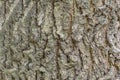 Vintage tree bark texture background, texture for graphic design. Royalty Free Stock Photo