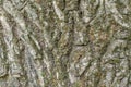 Vintage tree bark texture background, texture for graphic design. Royalty Free Stock Photo