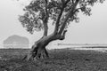 Vintage tree Mangrove forest in the morning with fog and soft li