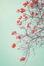 Vintage tree red flower in summer with blue sky, Royalty Free Stock Photo