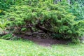 Vintage tree stands majestically on the edge of a rolling, verdant hillside Royalty Free Stock Photo