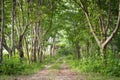 Vintage trees alley,path way in forest.