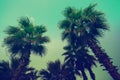 Vintage tropic palm trees Royalty Free Stock Photo